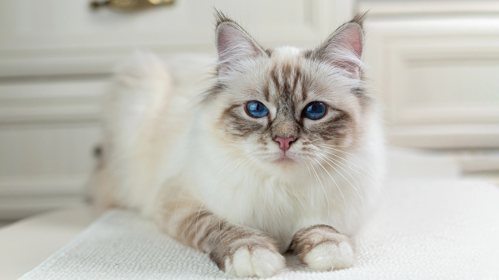 catt