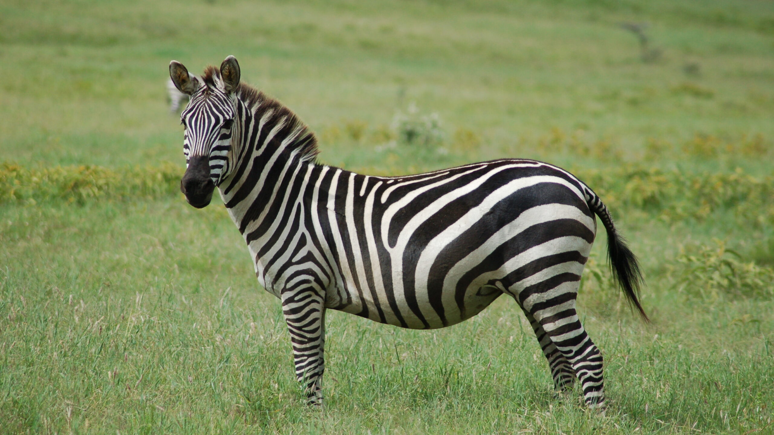 zebrat
